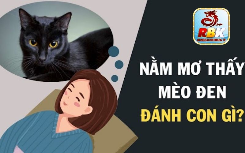 Mơ Thấy Mèo Đánh Con Gì Giải Mã Giấc Mơ Chi Tiết